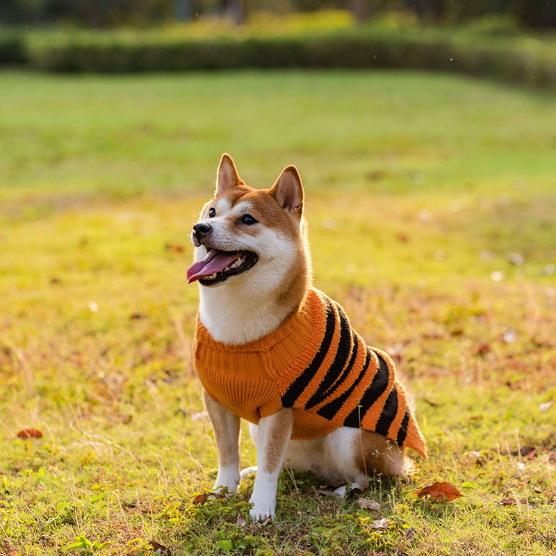 Halloween Dog Sweater Costume