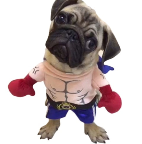 Boxer Costume for Cat or Small Dog