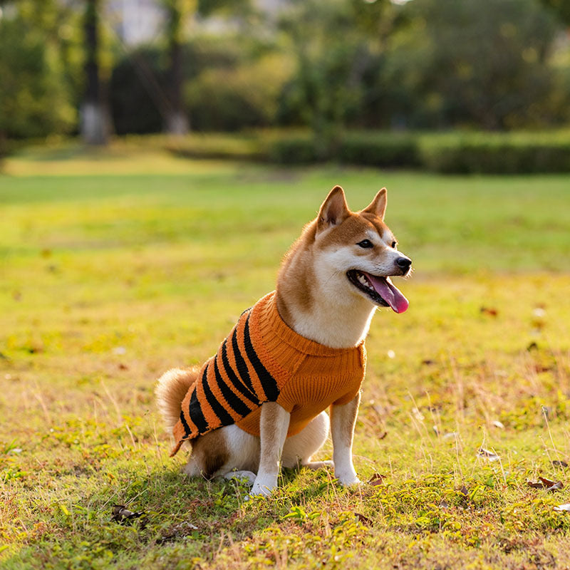 Halloween Dog Sweater Costume