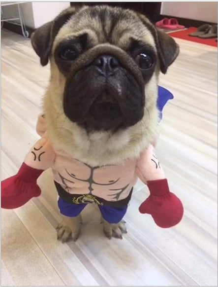 Boxer Costume for Cat or Small Dog