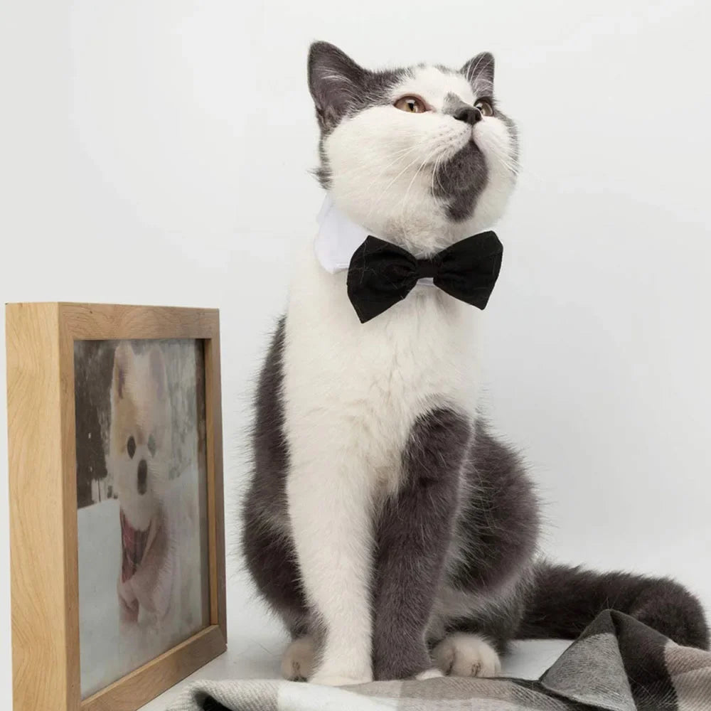 Formal Bow Tie Collar for Dogs and Cats
