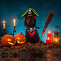 Pirate Hat and Skull Bandana for Dogs and Cats