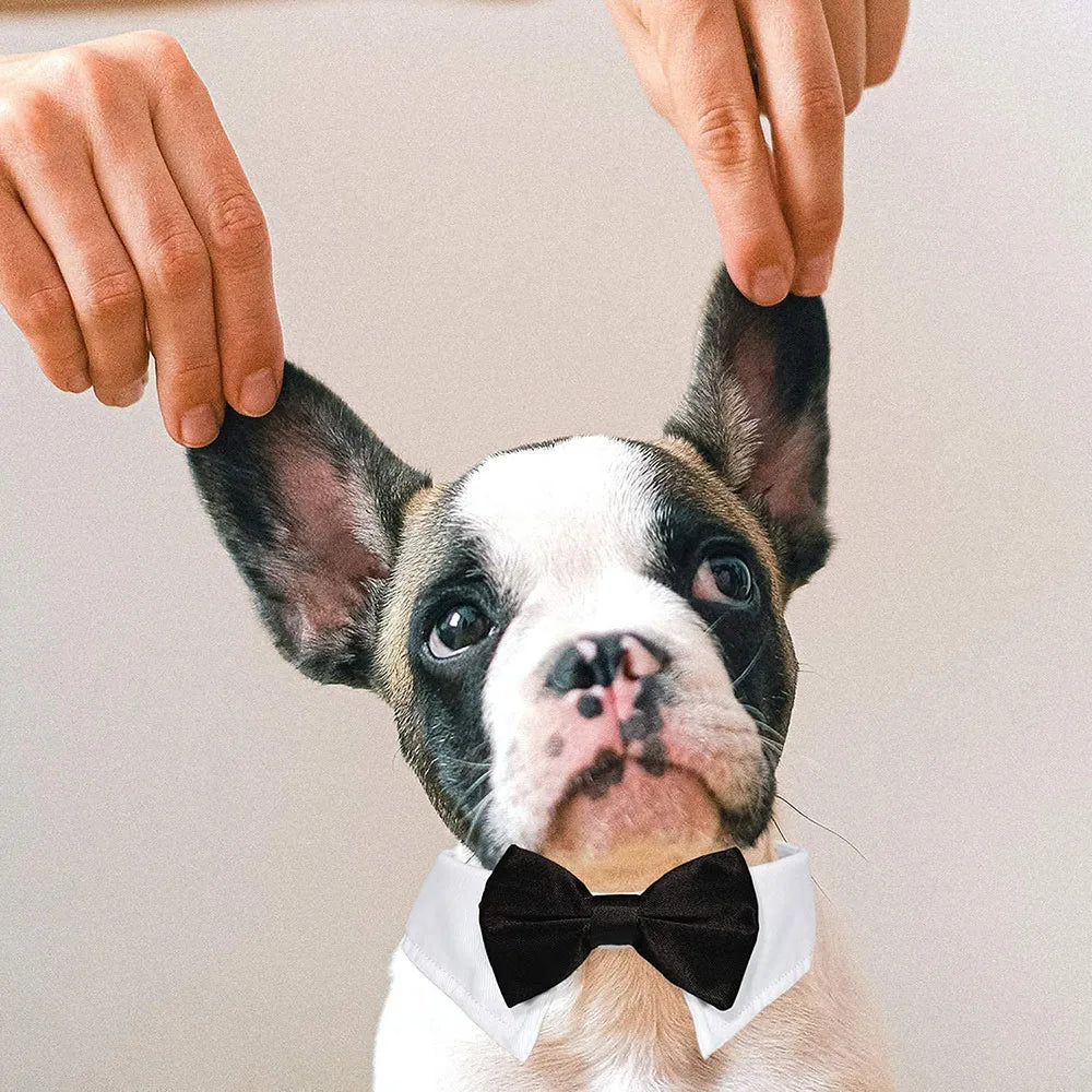 Formal Bow Tie Collar for Dogs and Cats