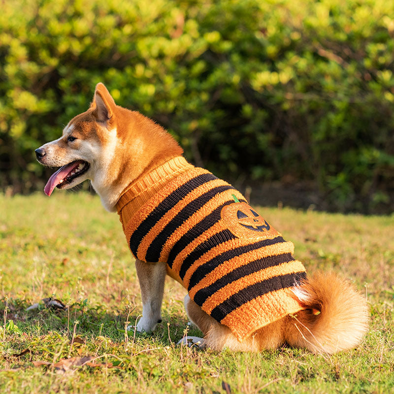 Halloween Dog Sweater Costume